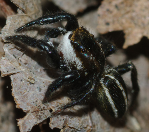 Phlegra bresnieri